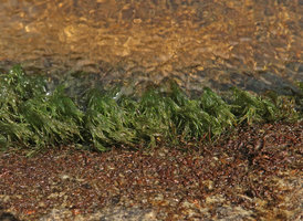 Podostemum cf. distichum, population, Resurrection waterfall, Aguas Mornas, Santa Catarina, Brazil