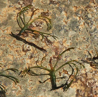 Podostemum cf. distichum, stems and dissected leaves, close up, Resurrection waterfall, Aguas Mornas, Santa Catarina, Brazil