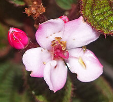 Poikilogyne arfakensis, compact form, flower at anthesis, stamens and pistil with globular glands at the base of the style, Anggi Lakes, Arfak Mts, West Papua