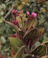 Poikilogyne arfakensis, compact form, flower buds, Anggi Lakes, Arfak Mts, West Papua.