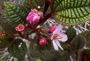 Poikilogyne arfakensis, compact form, flowers at all stages from bud to anthesis, with bicolored petals, Anggi Lakes, Arfak Mts, West Papua.