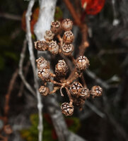 Poikilogyne arfakensis, compact form, infructescence with erect mature capsules opening through 5 longitudinal slits allowing wind and rain splash seed dispersal, Anggi Lakes, Arfak Mts, West Papua