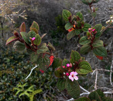 Poikilogyne arfakensis, compact form, with short inflorescences not emerging from the foliage, Anggi Lakes, Arfak Mts, West Papua
