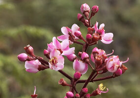 Poikilogyne arfakensis, loose form, abaxially bicoloured petals, Anggi Lakes, Arfak Mts, West Papua