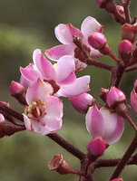 Poikilogyne arfakensis, loose form, flowers at anthesis with bicolor petals, Anggi Lakes, Arfak Mts, West Papua