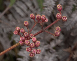 Poikilogyne arfakensis, loose form, maturing capsule upward oriented with persistant cupular calyx, Anggi Lakes, Arfak Mts, West Papua