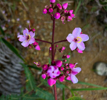 Poikilogyne arfakensis, loose form, top part of inflorescence, Anggi Lakes, Arfak Mts, West Papua