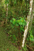 Poikilogyne cf. multiflora in open forest understory, Varirata NP, Papua New Guinea