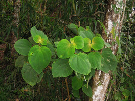 Poikilogyne cf. multiflora, Varirata NP, Papua New Guinea
