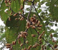 Poikilogyne parviflora, dry open capsules allowing wind and rain seed dispersal, Mokwam, 400 m asl, Manokwari, West Papua