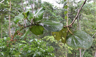 Poikilogyne parviflora, dry terminal old infructescence at the end of a leafy canaliculate stem, Mokwam, 400 m asl, Manokwari, West Papua