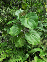 Poikilogyne parviflora, erect stem with long internodes, Mokwam, 400 m asl, Manokwari, West Papua