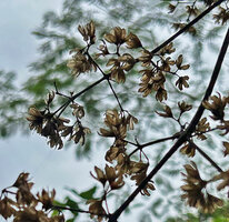 Poikilogyne parviflora, old dry capsules like open flowers due to separation of valves along the slits, Mokwam, 400 m asl, Manokwari, West Papua