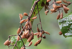 Poikilogyne parviflora, peripheric dry filaments first emerging from dry capsules before their opening through longitudinal slits, Mokwam, 400 m asl, Manokwari, West Papua