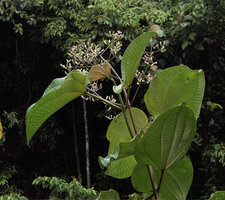 Poikilogyne parviflora, terminal paniculate inflorescence, Mokwam, 400 m asl, Manokwari, West Papua