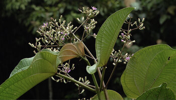 Poikilogyne parviflora, terminal paniculate inflorescence with some small flowers at anthesis, Mokwam, 400 m asl, Manokwari, West Papua