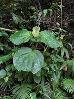 Poikilogyne parviflora, young stem with very big leaves at forest edge, Mokwam, 400 m asl, Manokwari, West Papua
