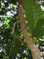 Poikilospermum suaveolens epiphytic with horizontal clasping roots and one vertically free hanging feeding root, Fraser&#039;s Hill, Malaysia