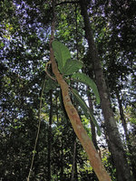 Poikilospermum suaveolens epiphytic with one long hanging adventitious feeding root, Fraser&#039;s Hill, Malaysia