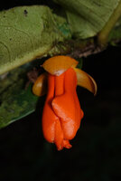 Polyalthia insignis, hanging flower, Danum Valley, Sabah, Borneo