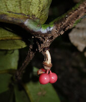 Polyalthia insignis, mericarps, Danum Valley, Sabah, Borneo.