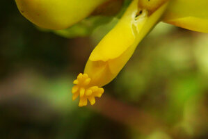 Polygala arillata, extremity of the anther like fringed petal, Doi Inthanon, Thailand