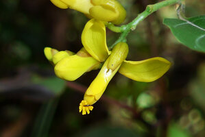 Polygala arillata, flower, Doi Inthanon, Thailand