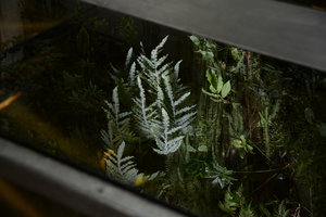 Polypodium and Hedychium reflection at night, Patrick Blanc Home