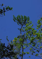 Polyscias (syn. Gastonia) serratifolia, monocaulous tree with crowded leaves at the top, Tangkoko, North Sulawesi
