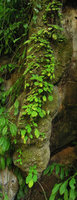 Population of a Gesneriaceae species exhibiting shade avoidance through indefinite petiole elongation, Trang, Thailand