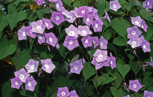 Porana grandiflora, Darjeeling, India
