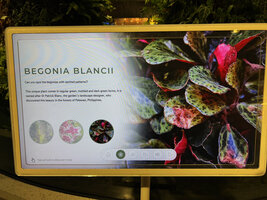 Poster announcing the discovery of the new species Begonia blancii by Patrick Blanc in Philippines, Changi airport T2, Dreamscape garden, Aug. 2026