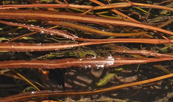 Potamogeton solomonensis, slightly undulate leaves detail, Umasant river, Ruaniu, Guadalcanal, Solomon Islands