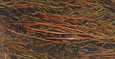 Potamogeton solomonensis, slightly undulate leaves, Umasant river, Ruaniu, Guadalcanal, Solomon Islands