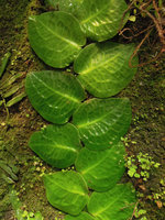 Pothos ovatifolius leaves appressed to the mossy felt