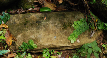 Pothos ovatifolius, juvenile shingle individual growing horizontally and downward on a rock, Tioman, Malaysia