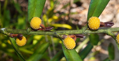 Pothos scandens, backward recurved spadices, Manambato, Canal des Pangalanes, Madagascar