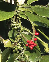 Pothos tener, bright red pointed mature berries, Manusela NP, Seram, Moluccas