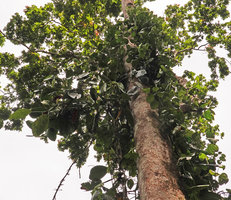 Pothos tener, detached hanging stems, Tenaru Falls, Guadalcanal, Solomon Islands