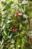Pothos tener, hanging bright red infructescences, Tenaru Falls, Guadalcanal, Solomon Islands
