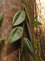 Pothos tener, young climbing stem with asymmetric shiny leaves, Tenaru Falls, Guadalcanal, Solomon Islands