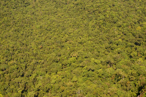 Primary Rainforest canopy, Langkawi, Malaysia
