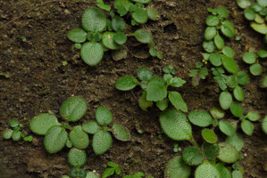 Primulina dryas (syn. Chirita sinensis), each transparent hair acting like an optical fiber with dense dark green chlorophyll concentration dot at its base, Victoria Peak, Hong Kong