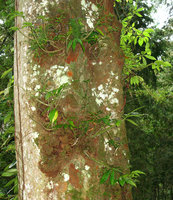 Procris laevigata, two epiphytic individuals along a tree trunk, Tengjhih, Taiwan