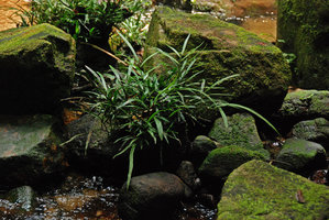Pronephrium salicifolium, a rheophytic fern emersed on rocks in a forest stream, Tioman, Malaysia