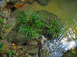 Pronephrium salicifolium, emersed rheophyte, Selangor, Malaysia