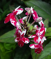 Pseuderanthemum sp. &#039;Splash&#039;, flowers close up, Mbambanga, Solomon Islands