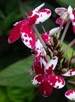 Pseuderanthemum sp.  &#039;Splash&#039;, flowers detail, Mbambanga, Solomon Islands