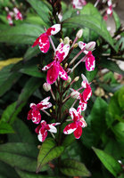Pseuderanthemum sp. &#039;Splash&#039;, flowers, Mbambanga, Solomon Islands