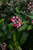 Pseuderanthemum sp. &#039;Splash&#039;, inflorescences and leaves, Mbambanga, Solomon Islands